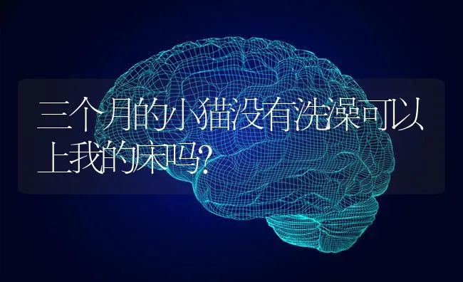 三个月的小猫没有洗澡可以上我的床吗？ | 动物养殖问答