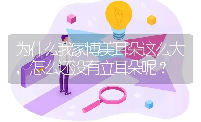 为什么我家博美耳朵这么大，怎么还没有立耳朵呢？ | 动物养殖问答