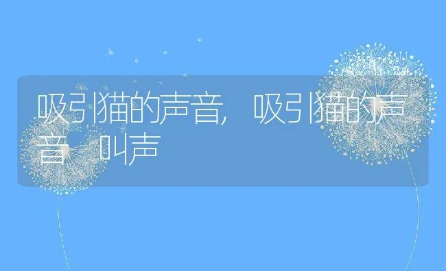 吸引猫的声音,吸引猫的声音 叫声 | 宠物百科知识