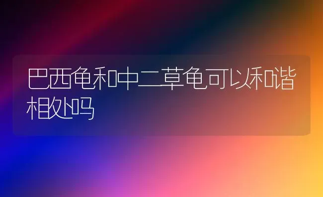 巴西龟和中二草龟可以和谐相处吗 | 动物养殖问答