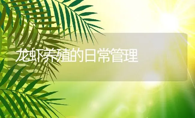 龙虾养殖的日常管理 | 动物养殖教程