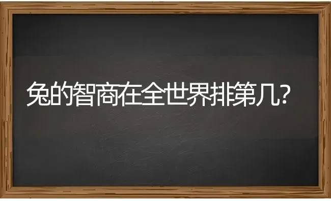 兔的智商在全世界排第几？ | 动物养殖问答