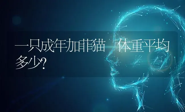 一只成年加菲猫 体重平均多少？ | 动物养殖问答