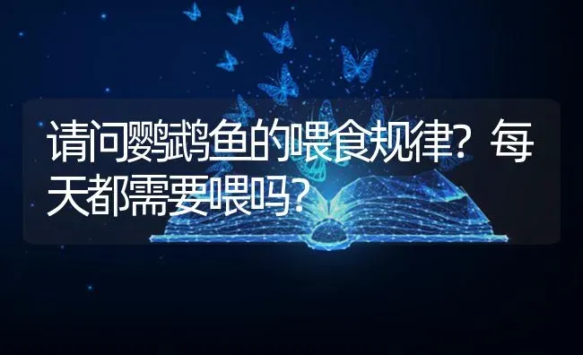 请问鹦鹉鱼的喂食规律？每天都需要喂吗？ | 鱼类宠物饲养