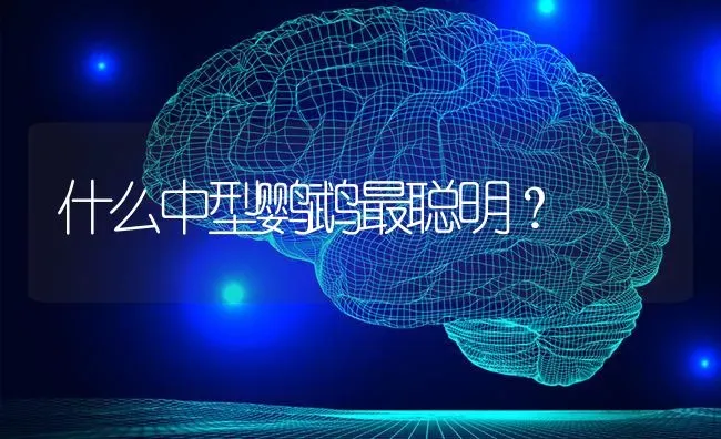 什么中型鹦鹉最聪明？ | 动物养殖问答