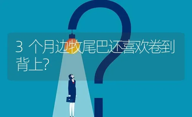 3个月边牧尾巴还喜欢卷到背上？ | 动物养殖问答