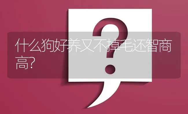 什么狗好养又不掉毛还智商高？ | 动物养殖问答