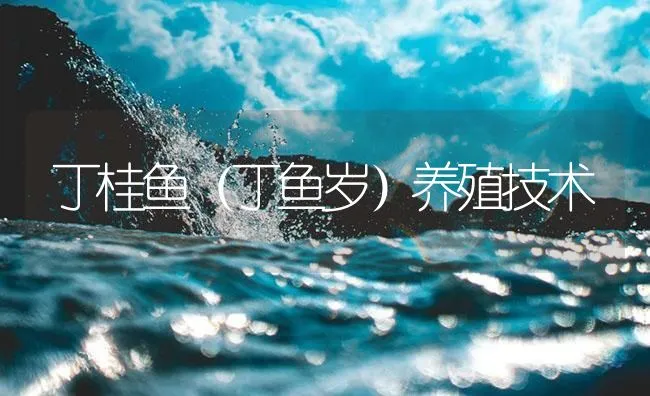 丁桂鱼（丁鱼岁）养殖技术 | 海水养殖技术