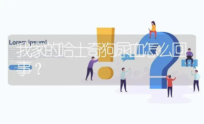 我家的哈士奇狗尿血怎么回事？ | 动物养殖问答