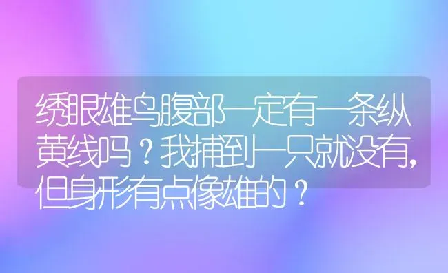 绣眼雄鸟腹部一定有一条纵黄线吗？我捕到一只就没有，但身形有点像雄的？ | 动物养殖问答