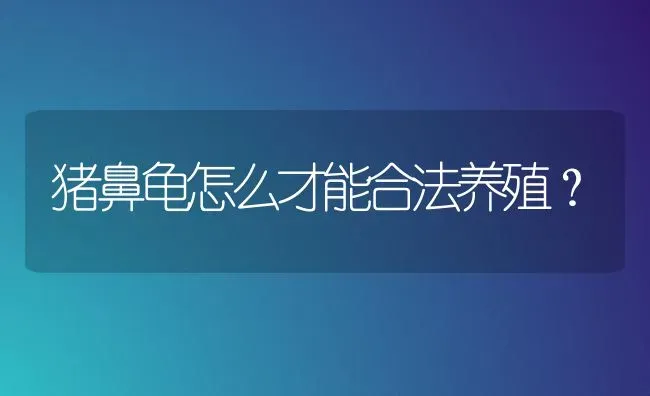 猪鼻龟怎么才能合法养殖？ | 动物养殖问答