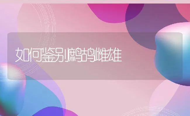 如何鉴别鹧鸪雌雄 | 水产养殖知识