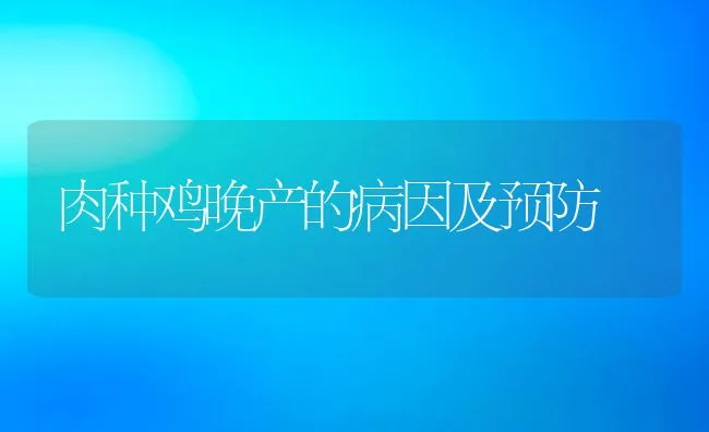 肉种鸡晚产的病因及预防 | 动物养殖学堂