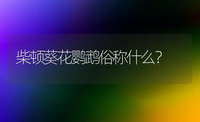 柴顿葵花鹦鹉俗称什么？ | 动物养殖问答