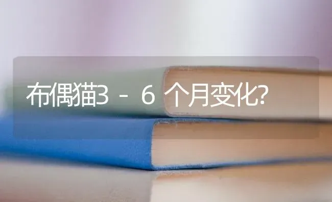 布偶猫3-6个月变化？ | 动物养殖问答