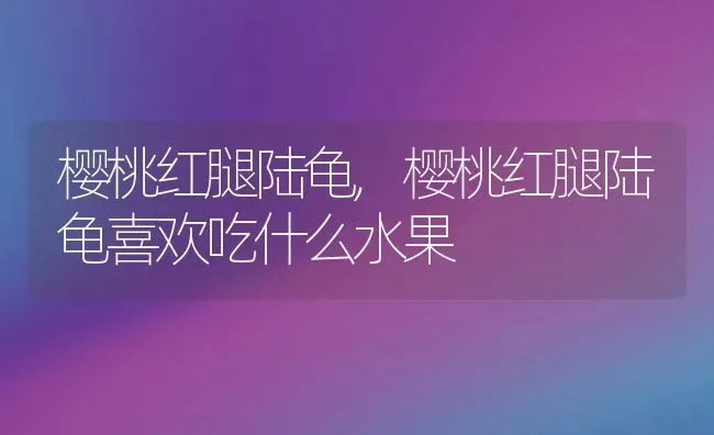 樱桃红腿陆龟,樱桃红腿陆龟喜欢吃什么水果 | 宠物百科知识