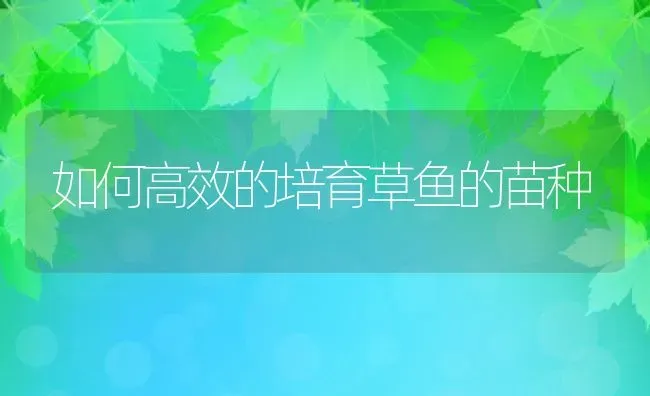 如何高效的培育草鱼的苗种 | 动物养殖百科