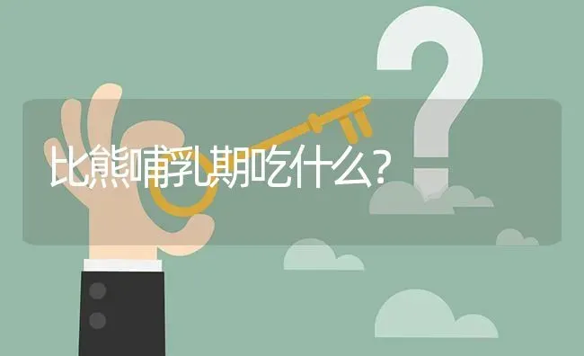 比熊哺乳期吃什么？ | 动物养殖问答