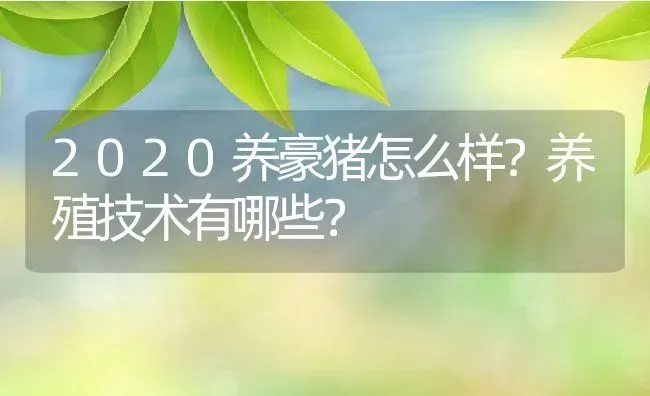 2020养豪猪怎么样？养殖技术有哪些？ | 动物养殖百科