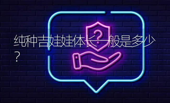 纯种吉娃娃体长一般是多少？ | 动物养殖问答