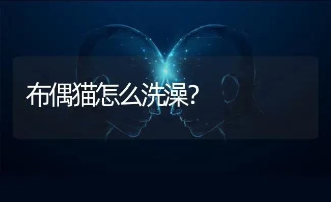 布偶猫怎么洗澡？ | 动物养殖问答