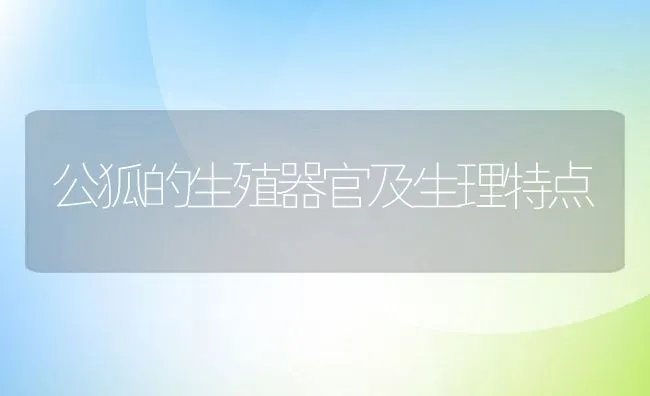 公狐的生殖器官及生理特点 | 动物养殖学堂