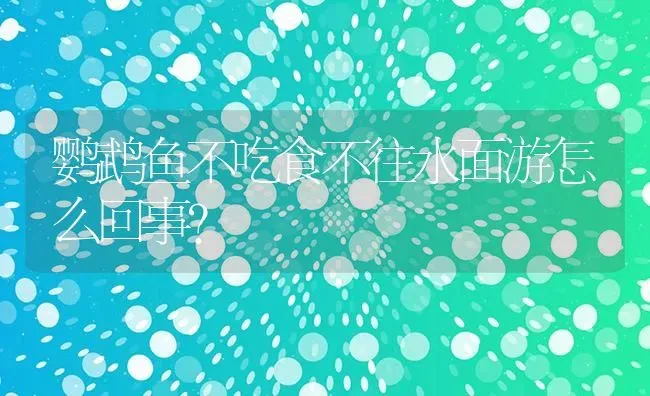 鹦鹉鱼不吃食不往水面游怎么回事？ | 鱼类宠物饲养