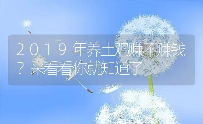 2019年养土鸡赚不赚钱？来看看你就知道了 | 动物养殖百科