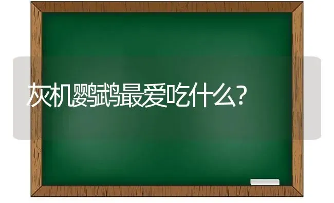 狼青犬智商排第几？ | 动物养殖问答