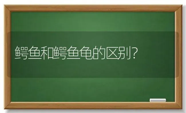 鳄鱼和鳄鱼龟的区别？ | 动物养殖问答