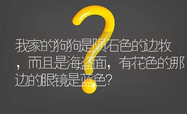 我家的狗狗是陨石色的边牧，而且是海盗面，有花色的那边的眼镜是蓝色？ | 动物养殖问答