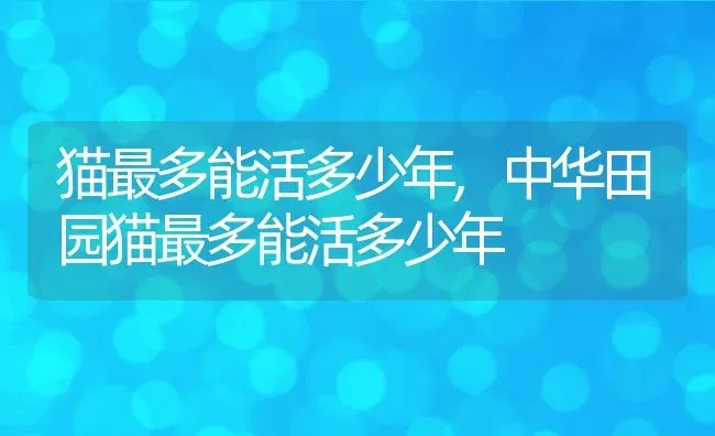 猫最多能活多少年,中华田园猫最多能活多少年 | 宠物百科知识