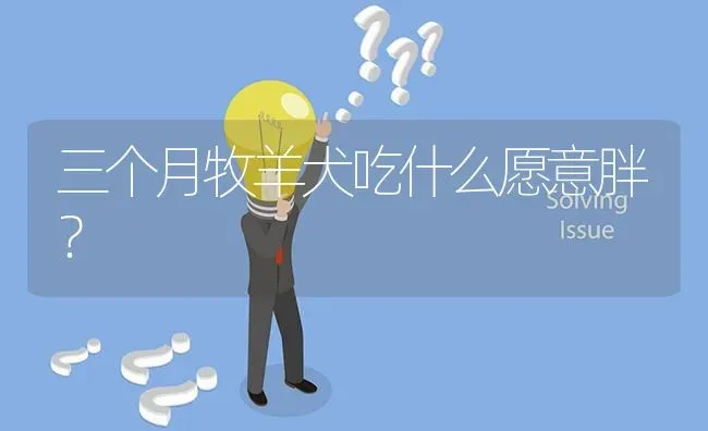 三个月牧羊犬吃什么愿意胖？ | 动物养殖问答