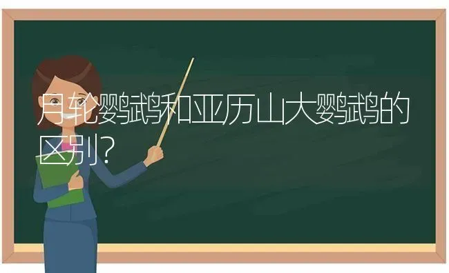 月轮鹦鹉和亚历山大鹦鹉的区别？ | 动物养殖问答