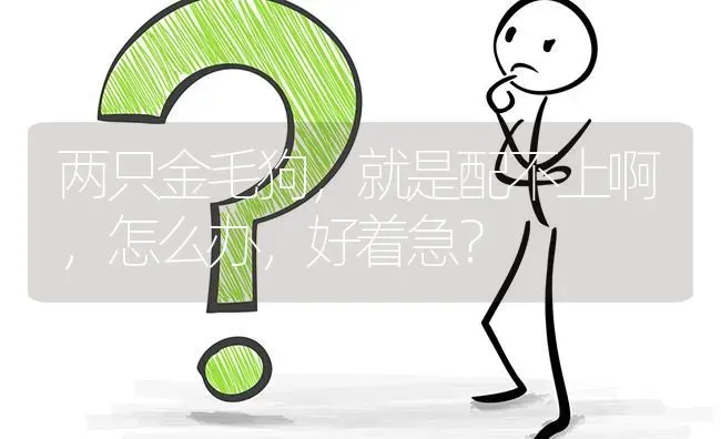 两只金毛狗，就是配不上啊，怎么办，好着急？ | 动物养殖问答