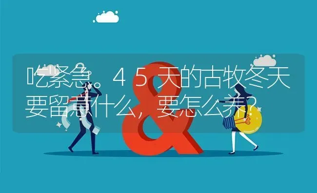 吃紧急。45天的古牧冬天要留意什么，要怎么养？ | 动物养殖问答