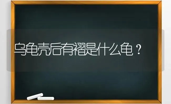 乌龟壳后有褶是什么龟？ | 动物养殖问答