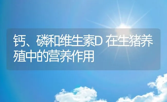 钙、磷和维生素D在生猪养殖中的营养作用 | 动物养殖饲料