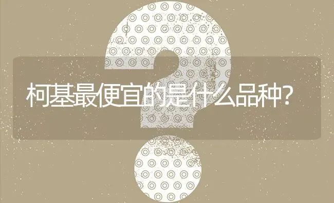 柯基最便宜的是什么品种？ | 动物养殖问答