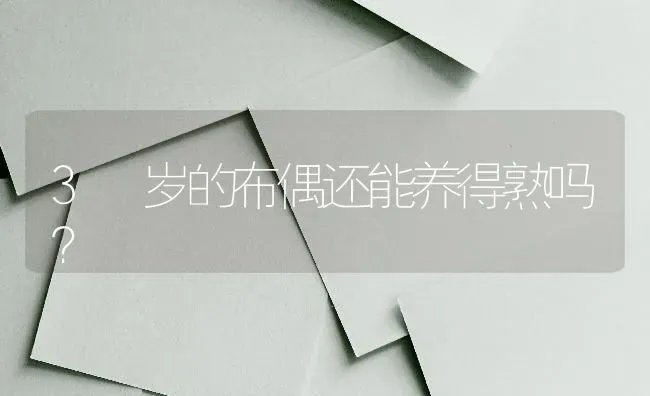 3 岁的布偶还能养得熟吗？ | 动物养殖问答