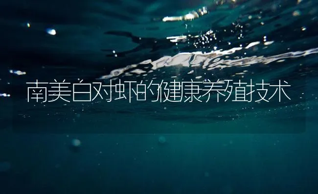 南美白对虾的健康养殖技术 | 海水养殖技术