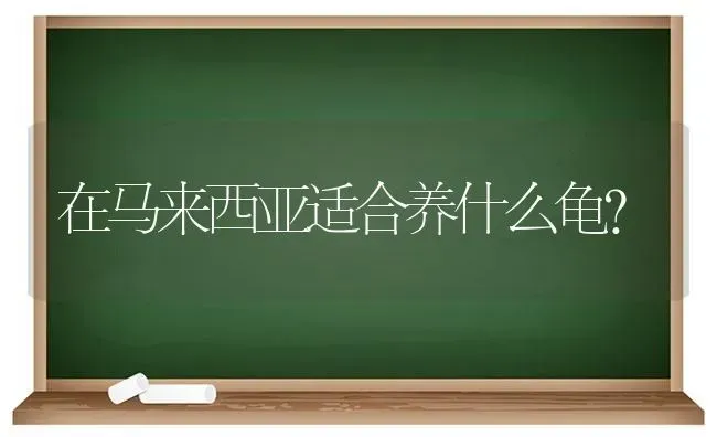 在马来西亚适合养什么龟？ | 动物养殖问答