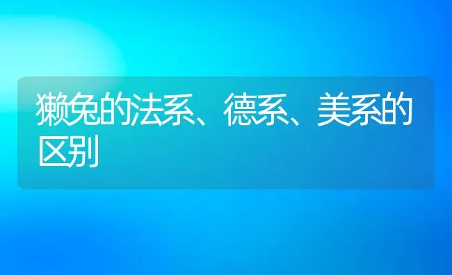 獭兔的法系、德系、美系的区别 | 水产养殖知识