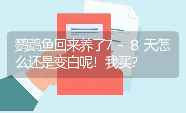 鹦鹉鱼回来养了7-8天怎么还是变白呢！我买？ | 鱼类宠物饲养