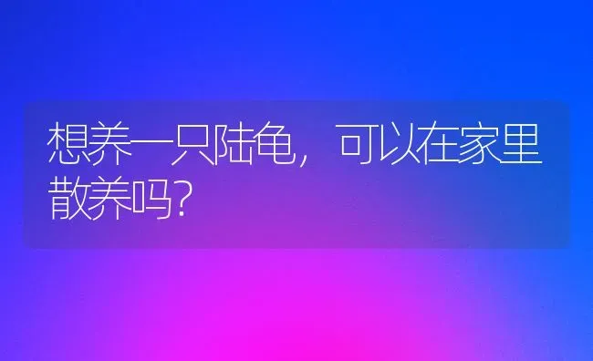 想养一只陆龟，可以在家里散养吗？ | 动物养殖问答