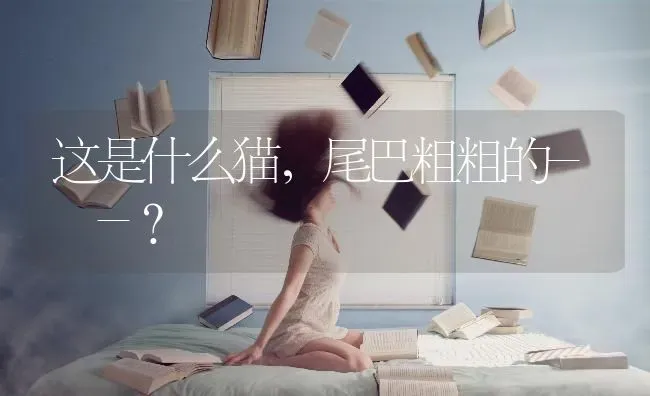 这是什么猫，尾巴粗粗的- -？ | 动物养殖问答