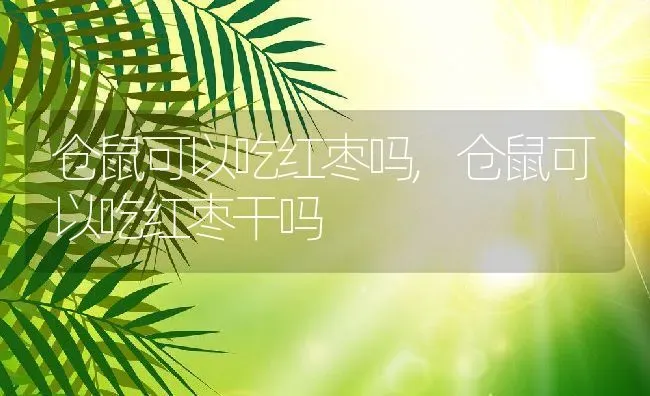 仓鼠可以吃红枣吗,仓鼠可以吃红枣干吗 | 宠物百科知识