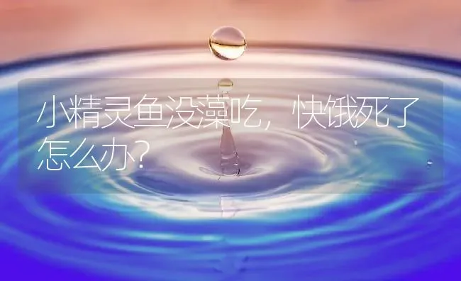 小精灵鱼没藻吃，快饿死了怎么办？ | 鱼类宠物饲养