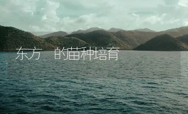 东方鲀的苗种培育 | 海水养殖技术