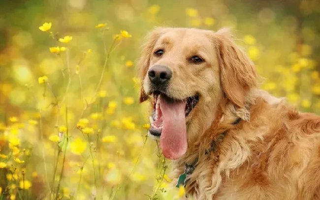 金毛犬一生认几个主人,两岁的金毛认主吗？